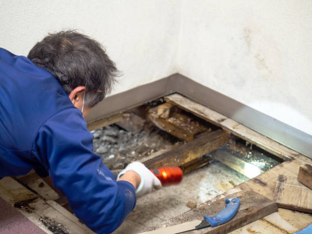 Best Black Mold Removal  in South Chicago Heights, IL