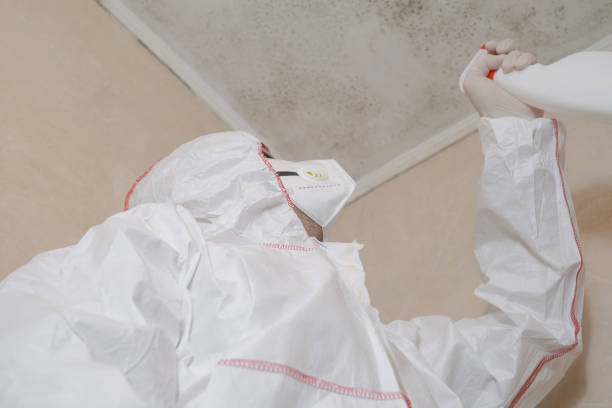 Best Commercial Mold Removal  in South Chicago Heights, IL