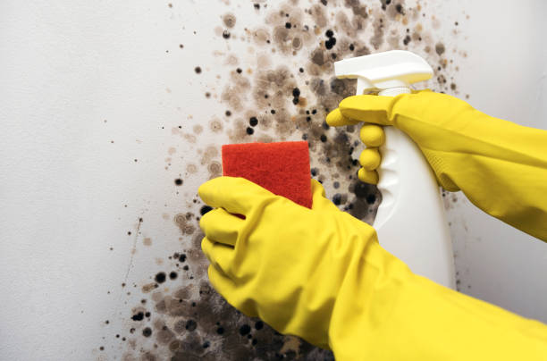 Best Residential Mold Removal  in South Chicago Heights, IL