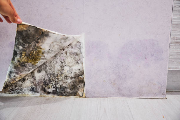 Best Attic Mold Removal  in South Chicago Heights, IL